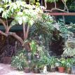 Tropical Container Garden