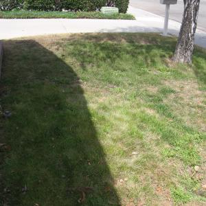 Front Yard Before