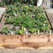 GardenBoxOption